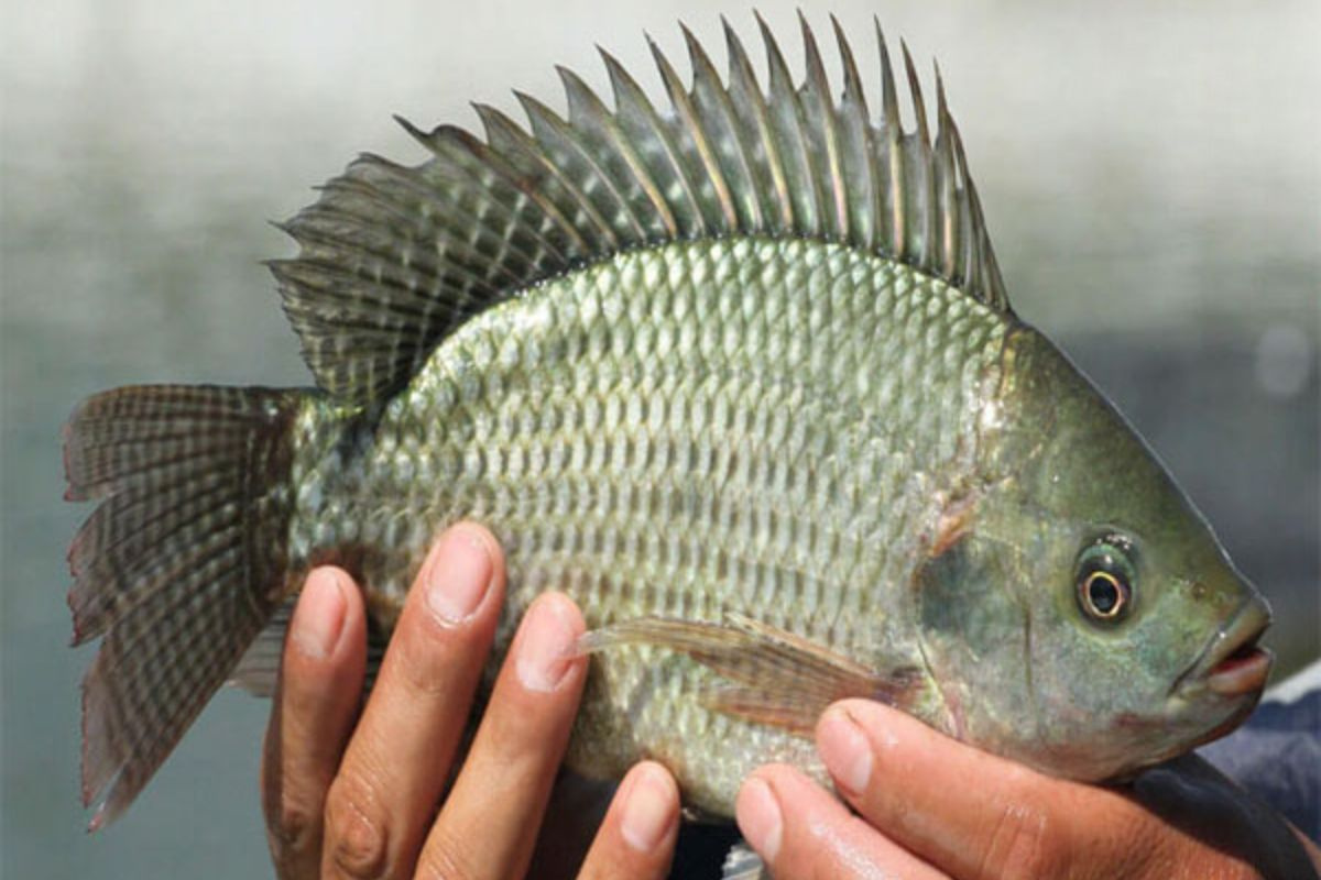 Bệnh Streptococcus